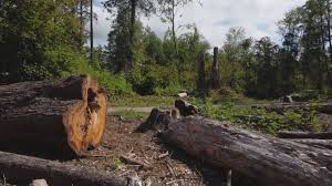 Best Stump Grinding and Removal  in Colfax, WA