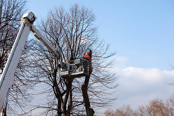Best Tree Trimming and Pruning  in Colfax, WA