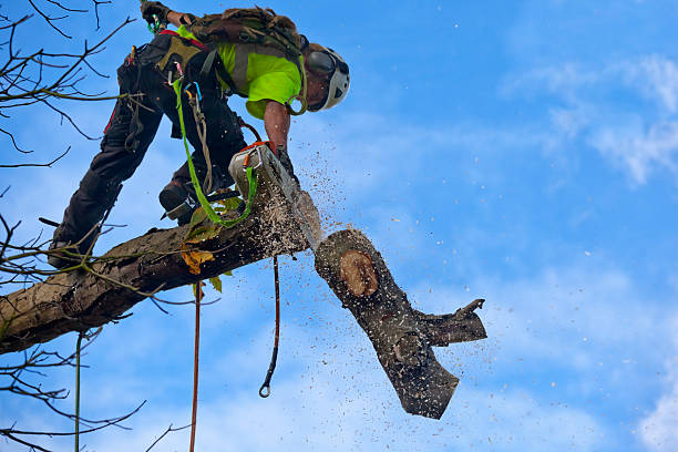 Best Root Management and Removal  in Colfax, WA
